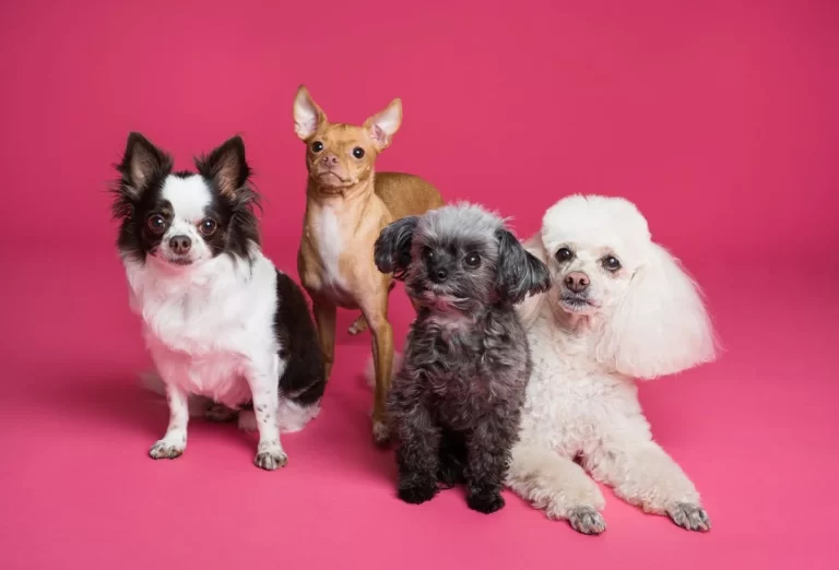 Get Familiar With the Basic Dog Grooming Tips for Your Pet